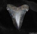 Very Large inch Carcharocles Angustidens Tooth #152-1